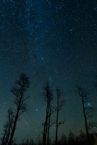 Preview wallpaper starry sky, trees, stars, night