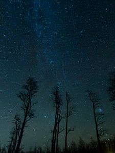 Preview wallpaper starry sky, trees, stars, night