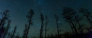 Preview wallpaper starry sky, trees, stars, night