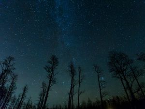 Preview wallpaper starry sky, trees, stars, night