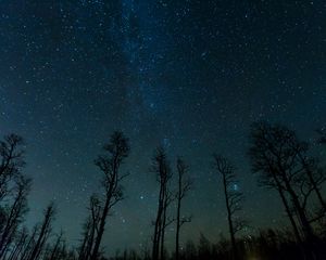 Preview wallpaper starry sky, trees, stars, night