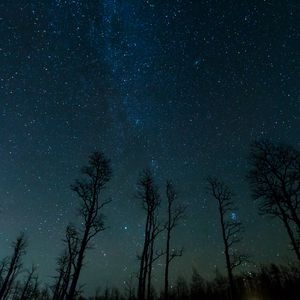 Preview wallpaper starry sky, trees, stars, night