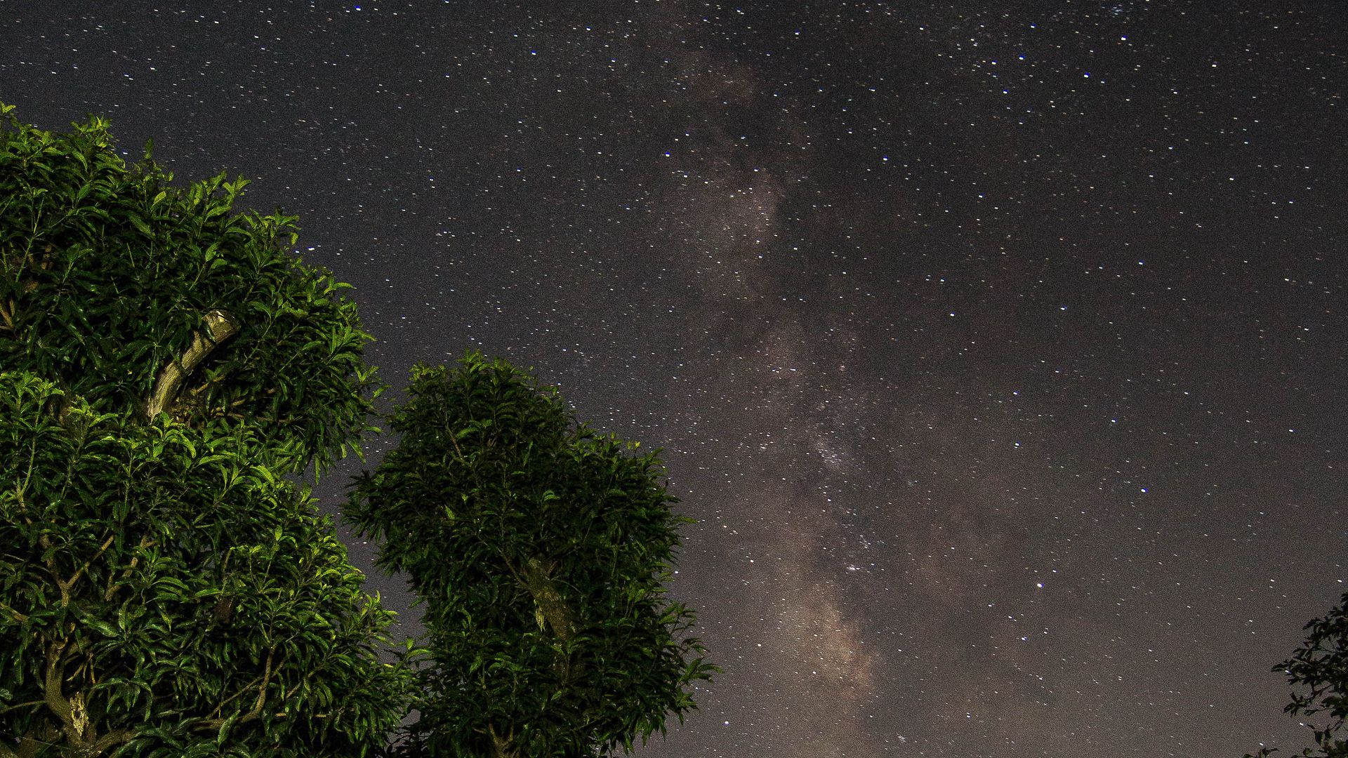 Download wallpaper 1920x1080 starry sky, trees, stars, night, forest