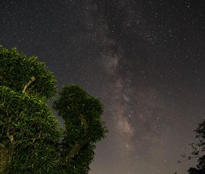 Preview wallpaper starry sky, trees, stars, night, forest