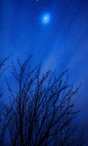 Preview wallpaper starry sky, trees, stars, night, glitter