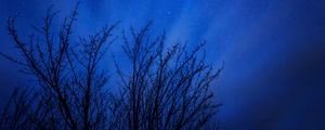 Preview wallpaper starry sky, trees, stars, night, glitter