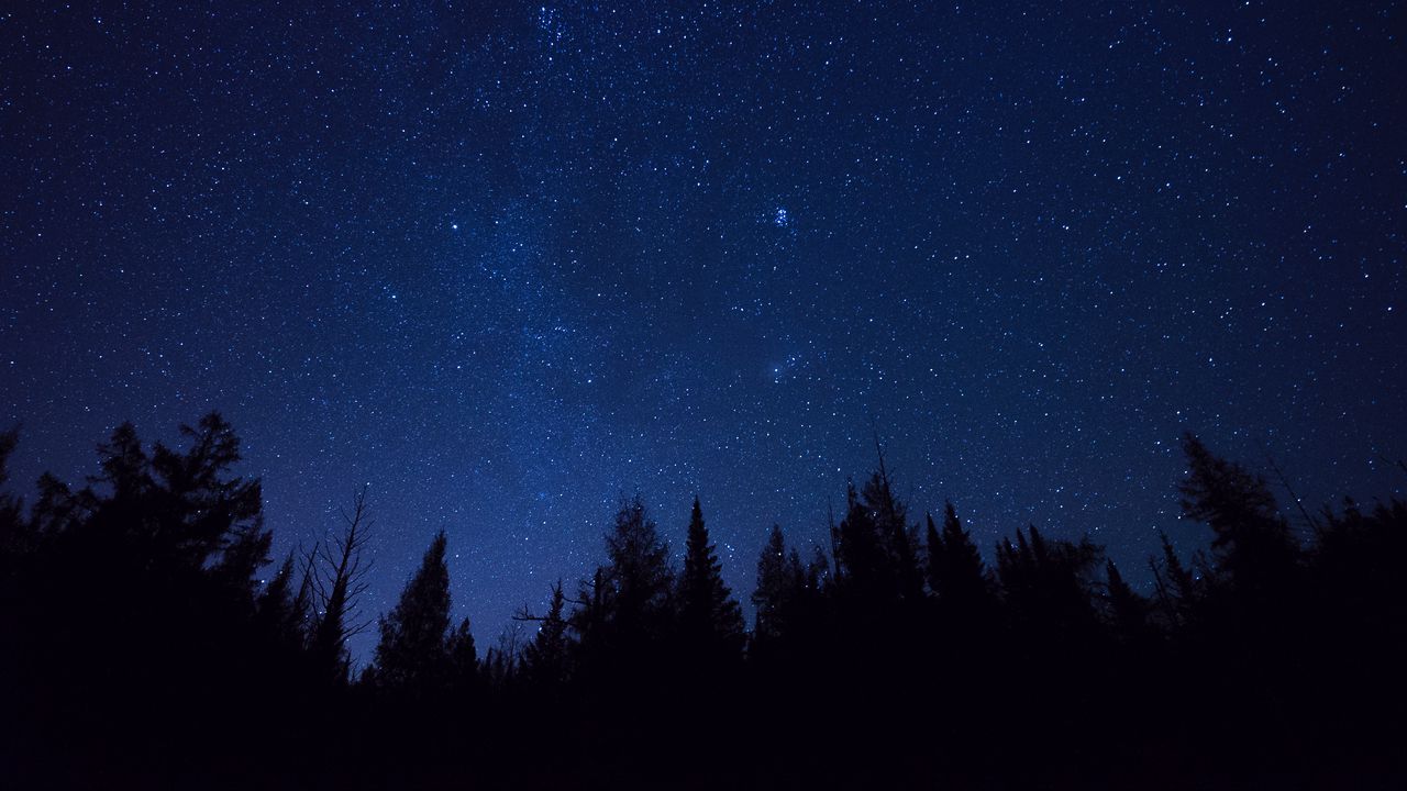 Wallpaper starry sky, trees, stars, night, fir-tree, outlines