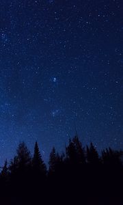 Preview wallpaper starry sky, trees, stars, night, fir-tree, outlines