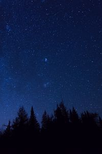 Preview wallpaper starry sky, trees, stars, night, fir-tree, outlines