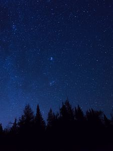 Preview wallpaper starry sky, trees, stars, night, fir-tree, outlines