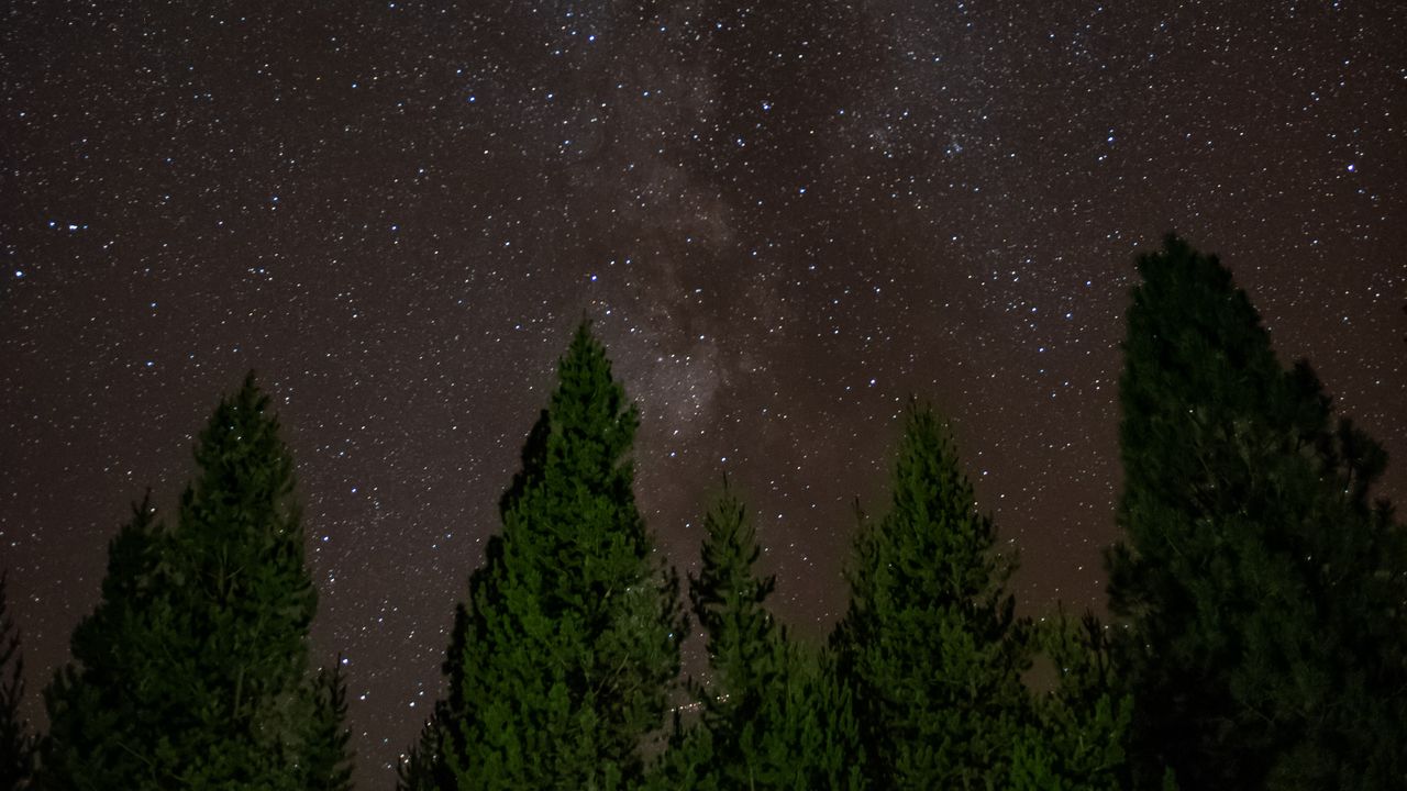 Wallpaper starry sky, trees, stars