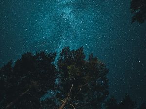 Preview wallpaper starry sky, trees, view from below, night, branches