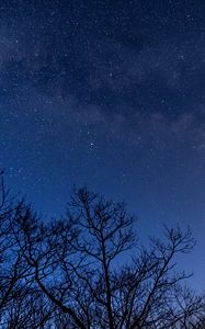 Preview wallpaper stars, milky way, trees, branches, night, dark