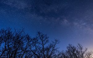 Preview wallpaper stars, milky way, trees, branches, night, dark