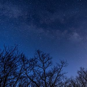 Preview wallpaper stars, milky way, trees, branches, night, dark