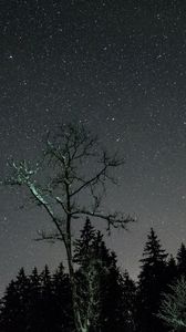 Preview wallpaper stars, night, sky, trees