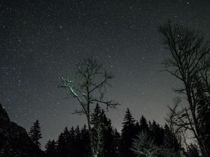 Preview wallpaper stars, night, sky, trees