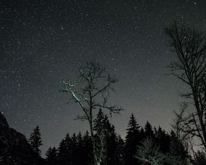 Preview wallpaper stars, night, sky, trees