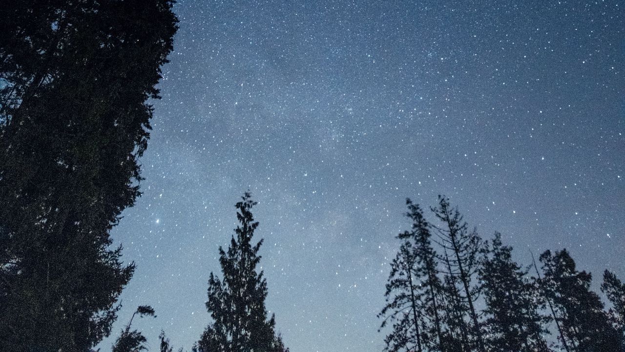Wallpaper stars, sky, forest, trees, night, nature