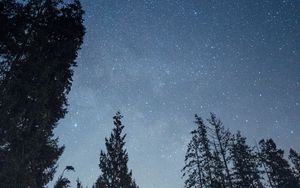 Preview wallpaper stars, sky, forest, trees, night, nature