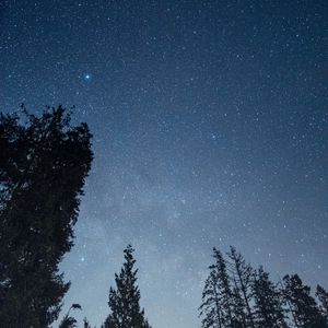 Preview wallpaper stars, sky, forest, trees, night, nature