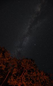 Preview wallpaper stars, sky, night, trees, backlight, dark