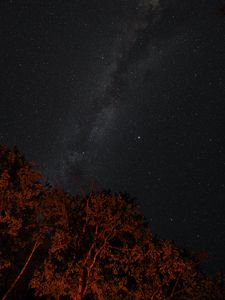 Preview wallpaper stars, sky, night, trees, backlight, dark