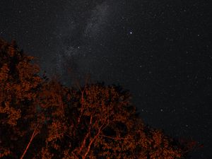 Preview wallpaper stars, sky, night, trees, backlight, dark