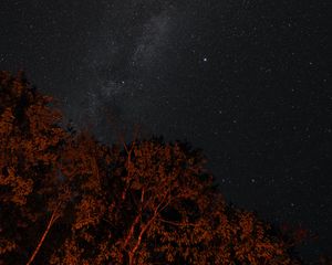 Preview wallpaper stars, sky, night, trees, backlight, dark
