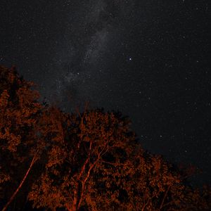 Preview wallpaper stars, sky, night, trees, backlight, dark