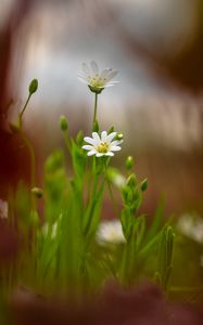 Preview wallpaper starwort, flowers, petals, blur, spring