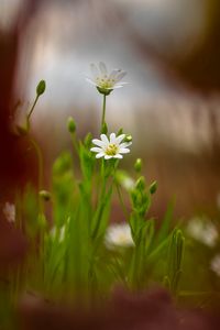 Preview wallpaper starwort, flowers, petals, blur, spring