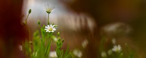 Preview wallpaper starwort, flowers, petals, blur, spring