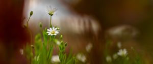 Preview wallpaper starwort, flowers, petals, blur, spring