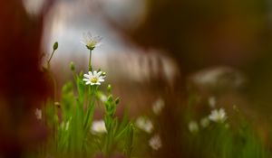 Preview wallpaper starwort, flowers, petals, blur, spring