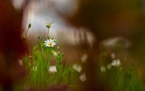 Preview wallpaper starwort, flowers, petals, blur, spring