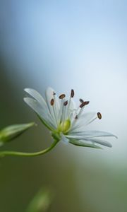 Preview wallpaper starwort, flowers, petals, blur, pollen