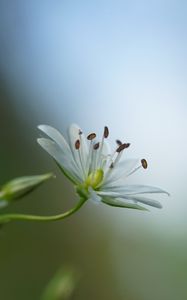 Preview wallpaper starwort, flowers, petals, blur, pollen