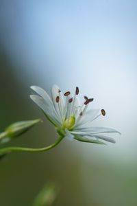 Preview wallpaper starwort, flowers, petals, blur, pollen