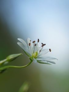 Preview wallpaper starwort, flowers, petals, blur, pollen