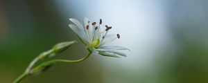 Preview wallpaper starwort, flowers, petals, blur, pollen