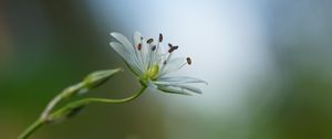 Preview wallpaper starwort, flowers, petals, blur, pollen