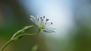 Preview wallpaper starwort, flowers, petals, blur, pollen