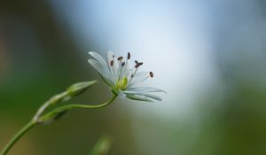 Preview wallpaper starwort, flowers, petals, blur, pollen