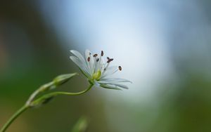 Preview wallpaper starwort, flowers, petals, blur, pollen