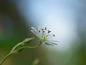 Preview wallpaper starwort, flowers, petals, blur, pollen