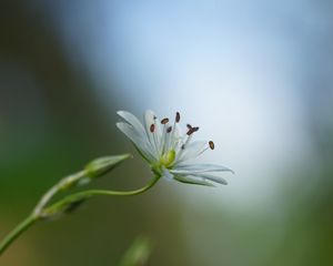 Preview wallpaper starwort, flowers, petals, blur, pollen