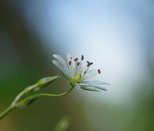 Preview wallpaper starwort, flowers, petals, blur, pollen