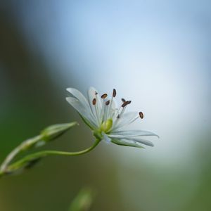 Preview wallpaper starwort, flowers, petals, blur, pollen