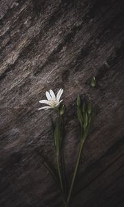 Preview wallpaper stellaria, flower, petals, white, stone, texture